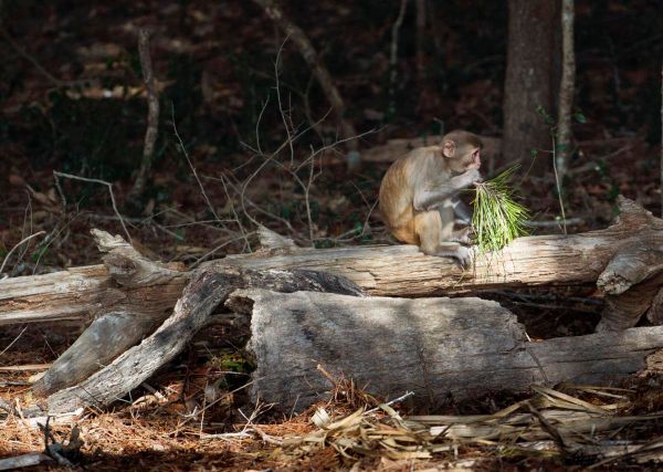 Dozens of Monkeys on the Run After Great Escape from Lowcountry Facility