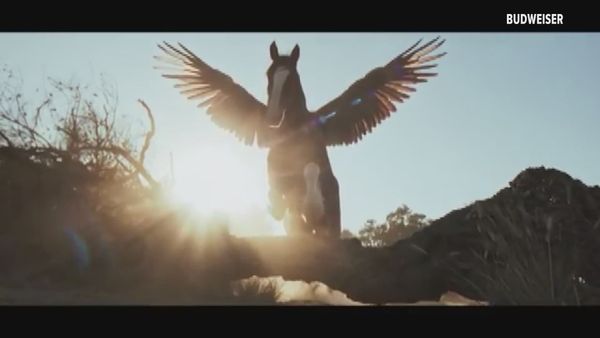 Budweiser’s 2026 Super Bowl Ad Celebrates “American Icons” With Heartwarming Eagle-Horse Story