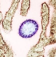 Health Officials Rush to Contain Nipah Virus Outbreak in India