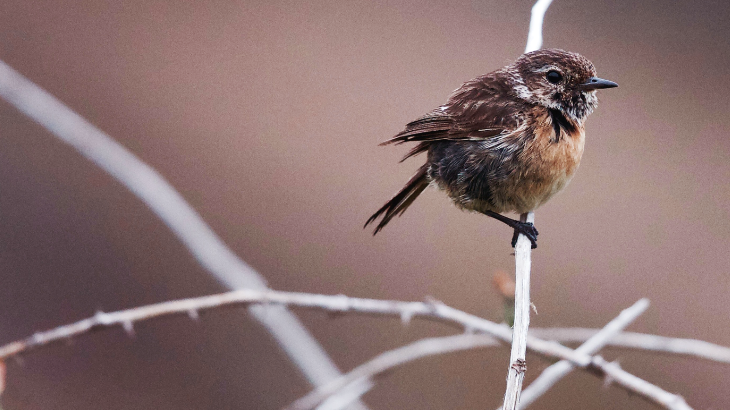 popcawn - November 2023