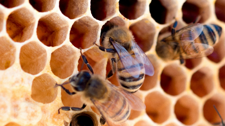 Bees - culture and survival