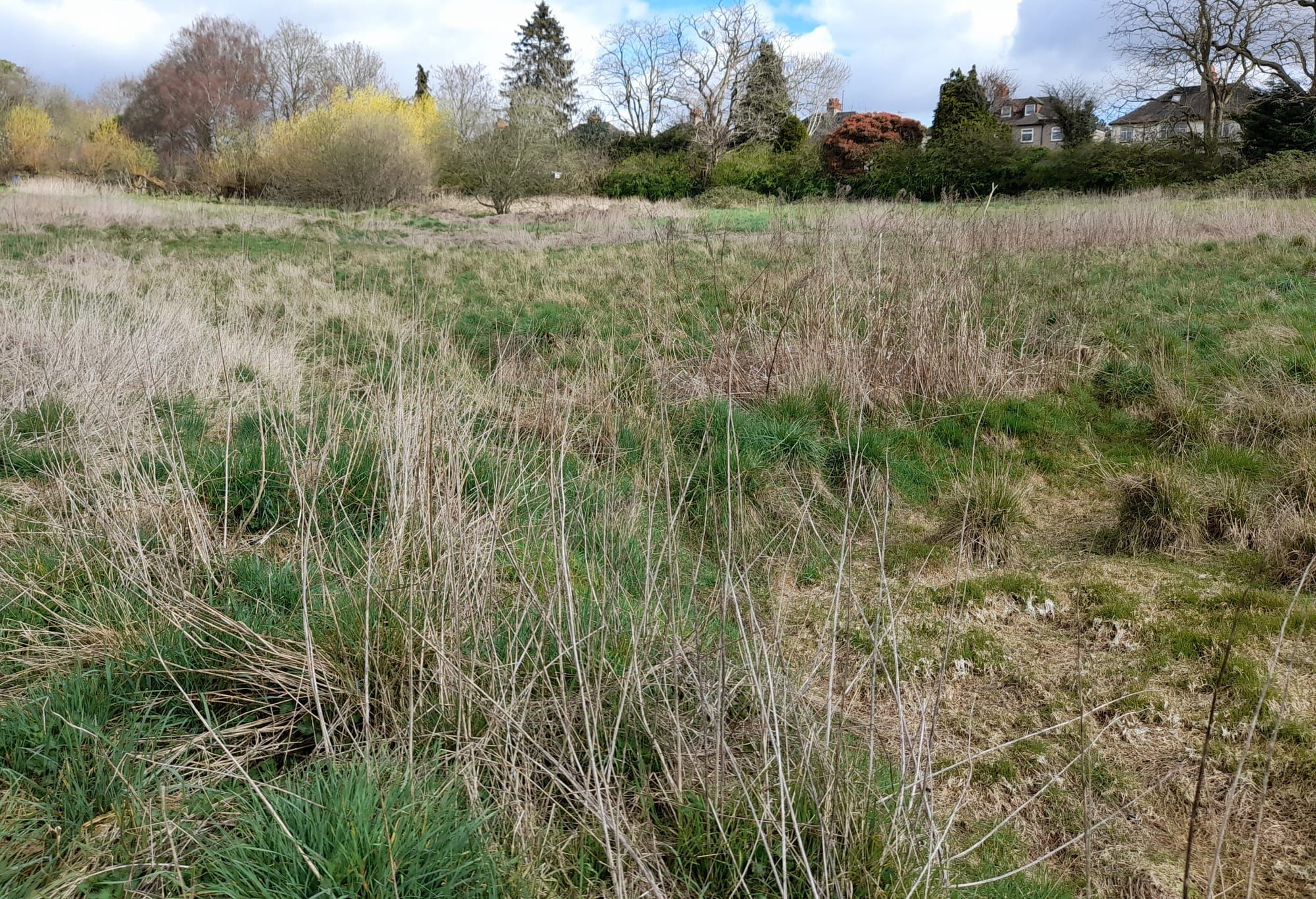 A Journey Through Grass