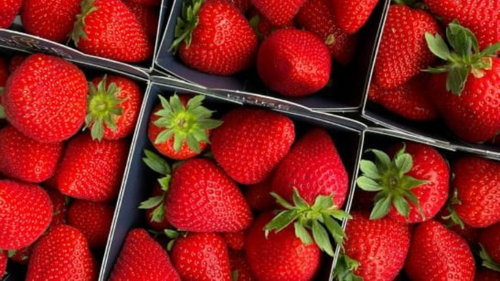 Solar panels trial on polytunnels