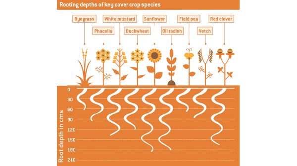 Cover Crops