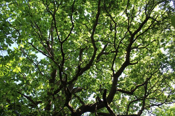 WNC Tree Strategy Consultation