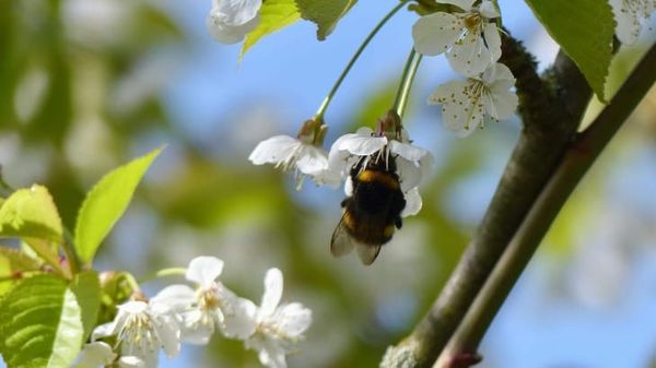 Biodiversity matters - popcawn April 2024