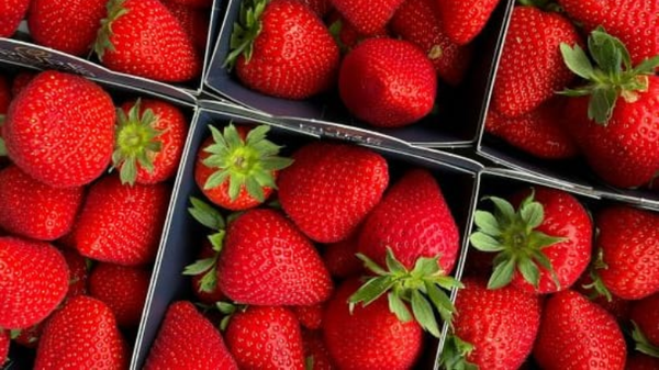 Solar panels trial on polytunnels