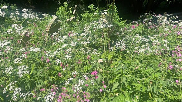 The Riches of Uncut Grass