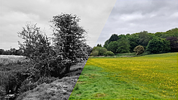 What is a Local Nature Recovery Strategy?