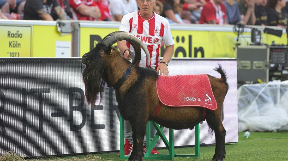 Hennes IX. fehlt am Sonntag