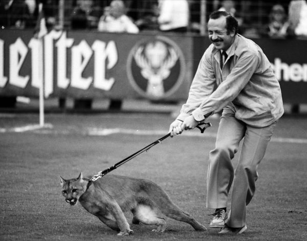 Ein Puma an der Bremer Brücke