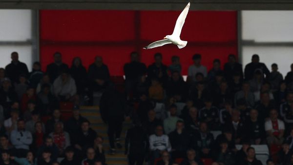 Türkei: Fußballer reanimiert abgeschossene Möwe