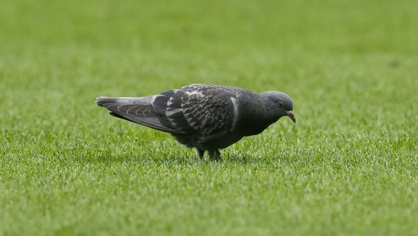 Mainzer "Glücksbringer": Taube greift in den Abstiegskampf ein