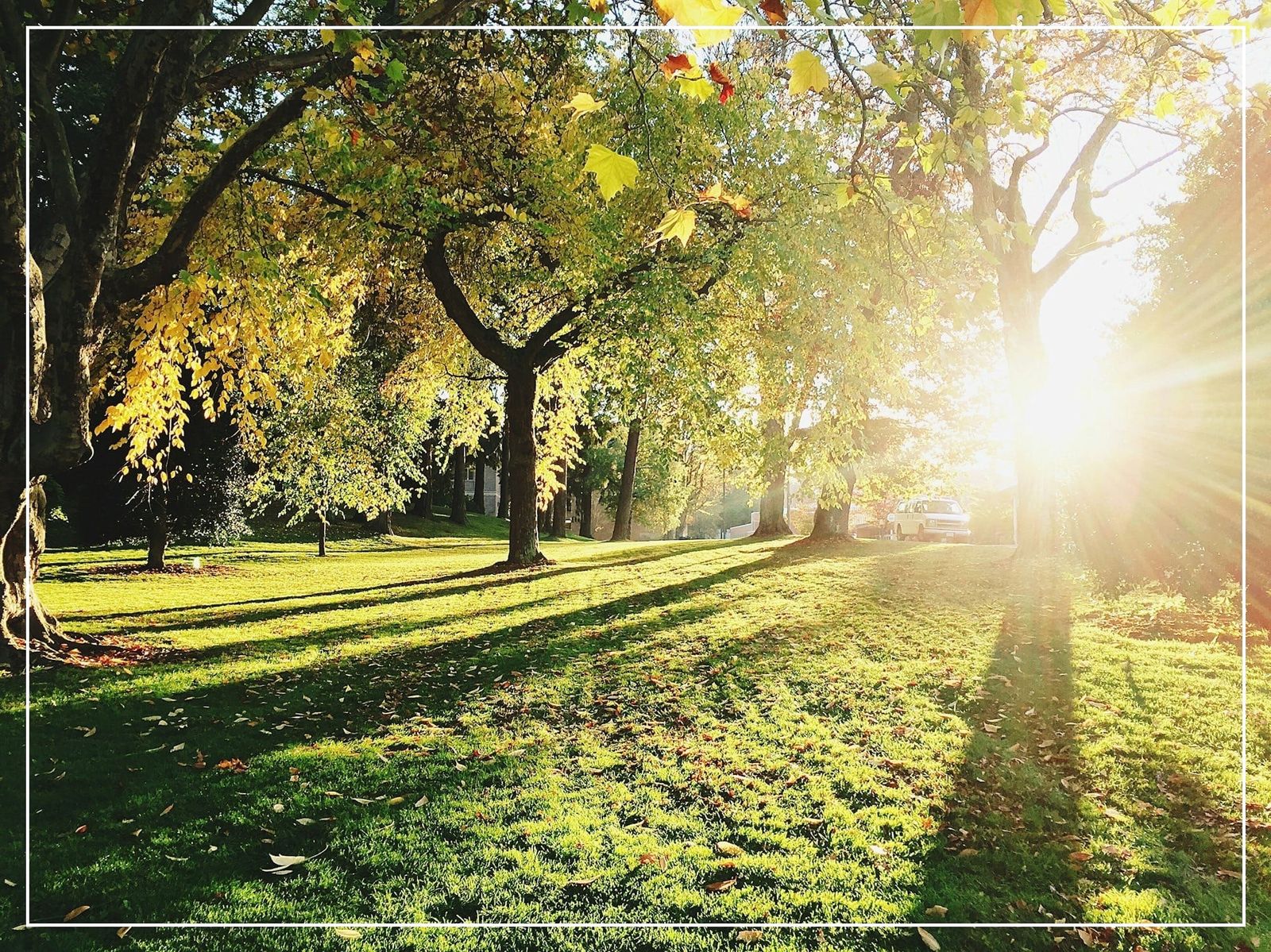 A beautiful grove lit by sunlight