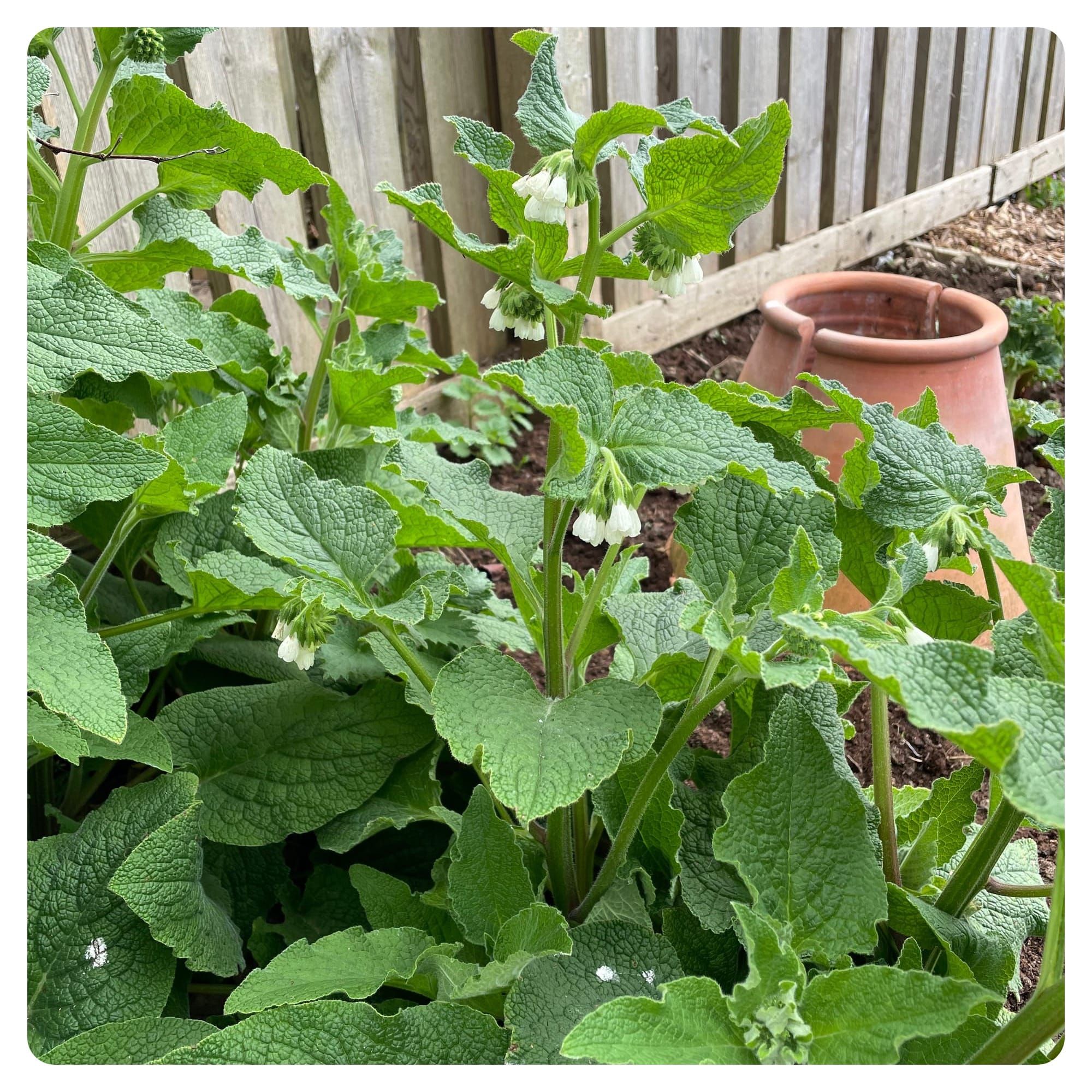 Weeds with potential