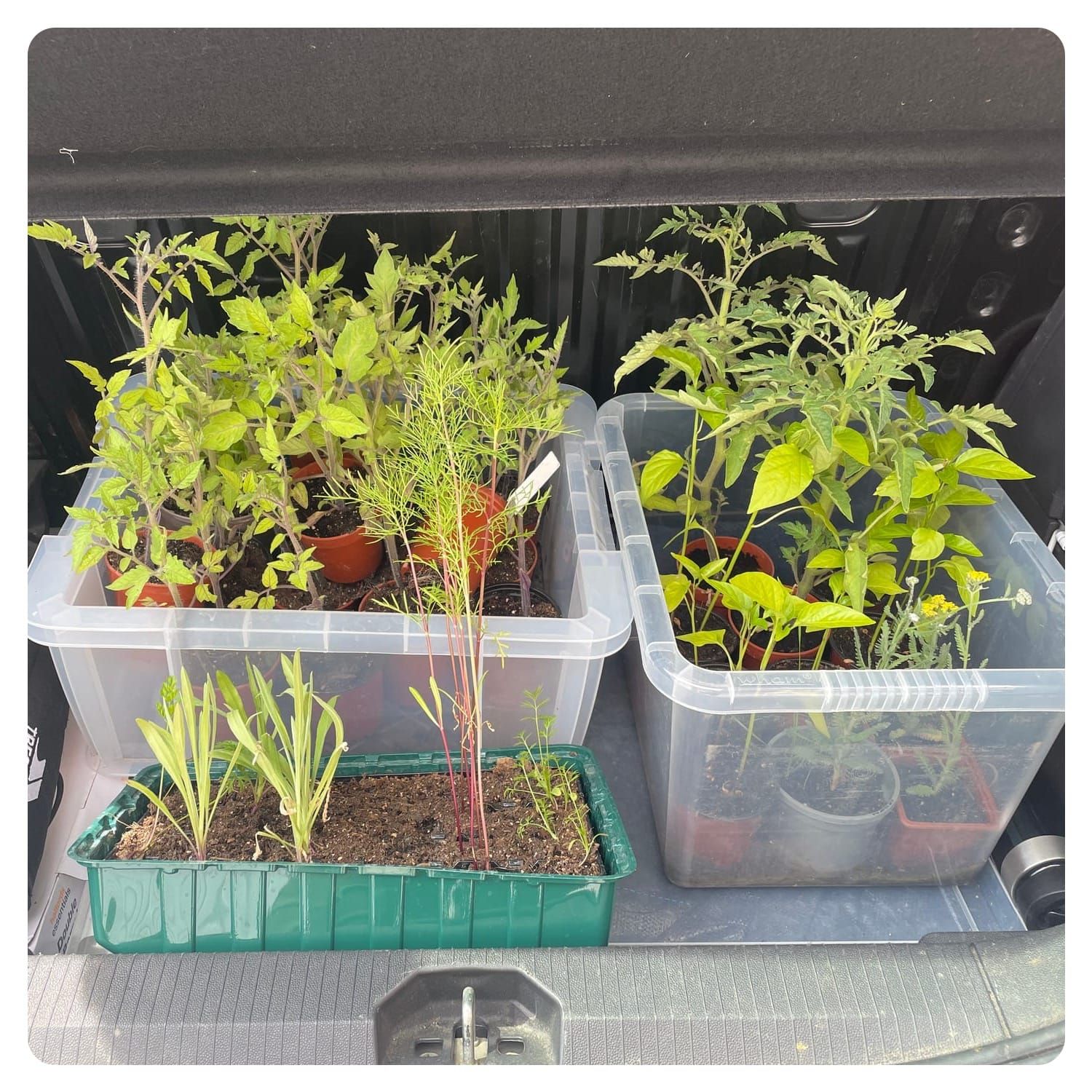 Raised beds- Part 3 ... and lots of squash