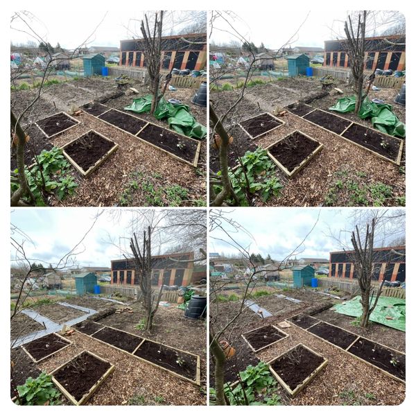 My Narnia and black gold