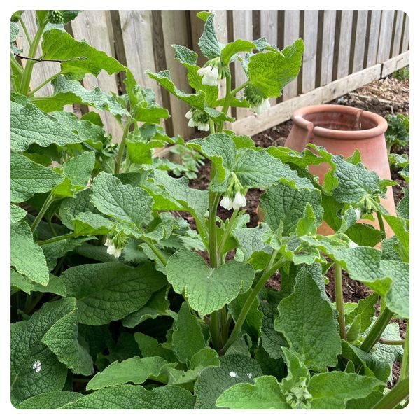 Weeds with potential