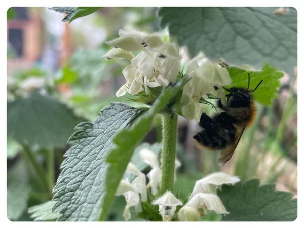 Awesome little thugs