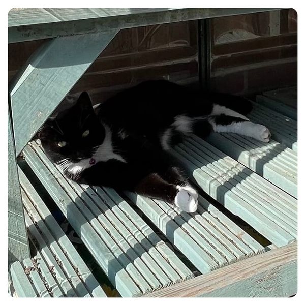 I didn't plant the cat