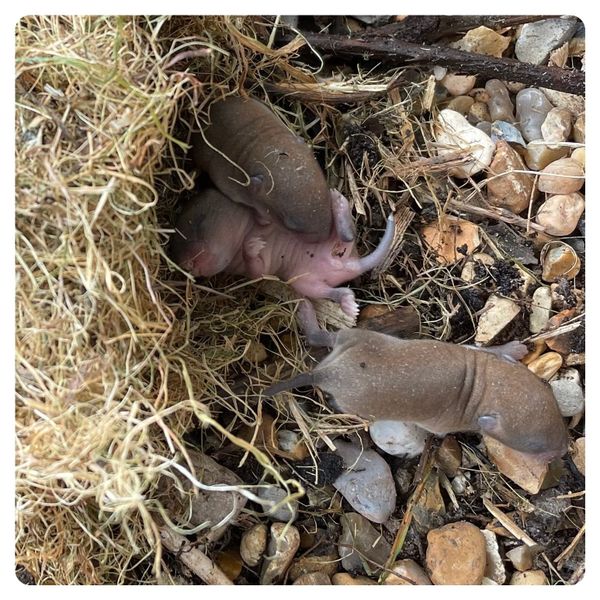 Raised Beds - Part 1