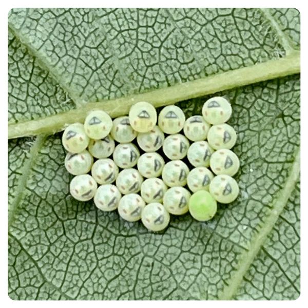 Raised Beds - Part 2