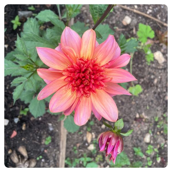 Gentle pottering at the plot (2025)