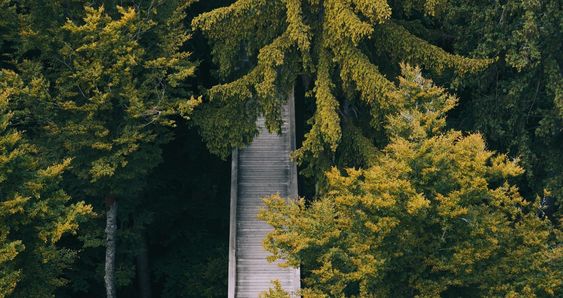 a wooden walkway in the middle of a forest