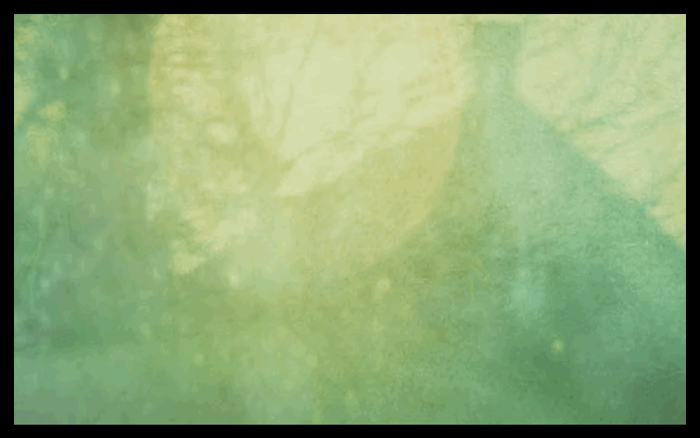 The Green kingdom :: Vespers
