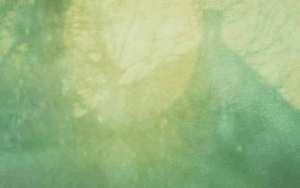 The Green kingdom :: Vespers
