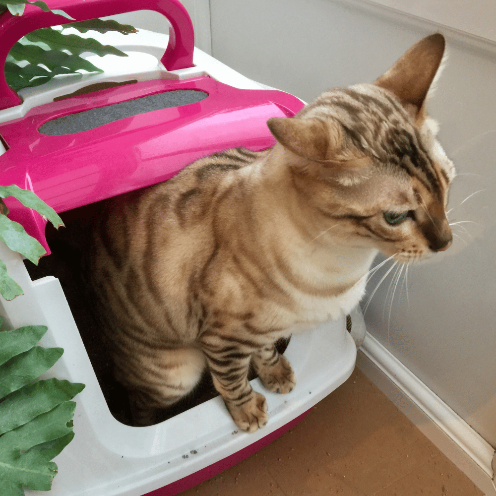 The Best Tofu Cat Litter