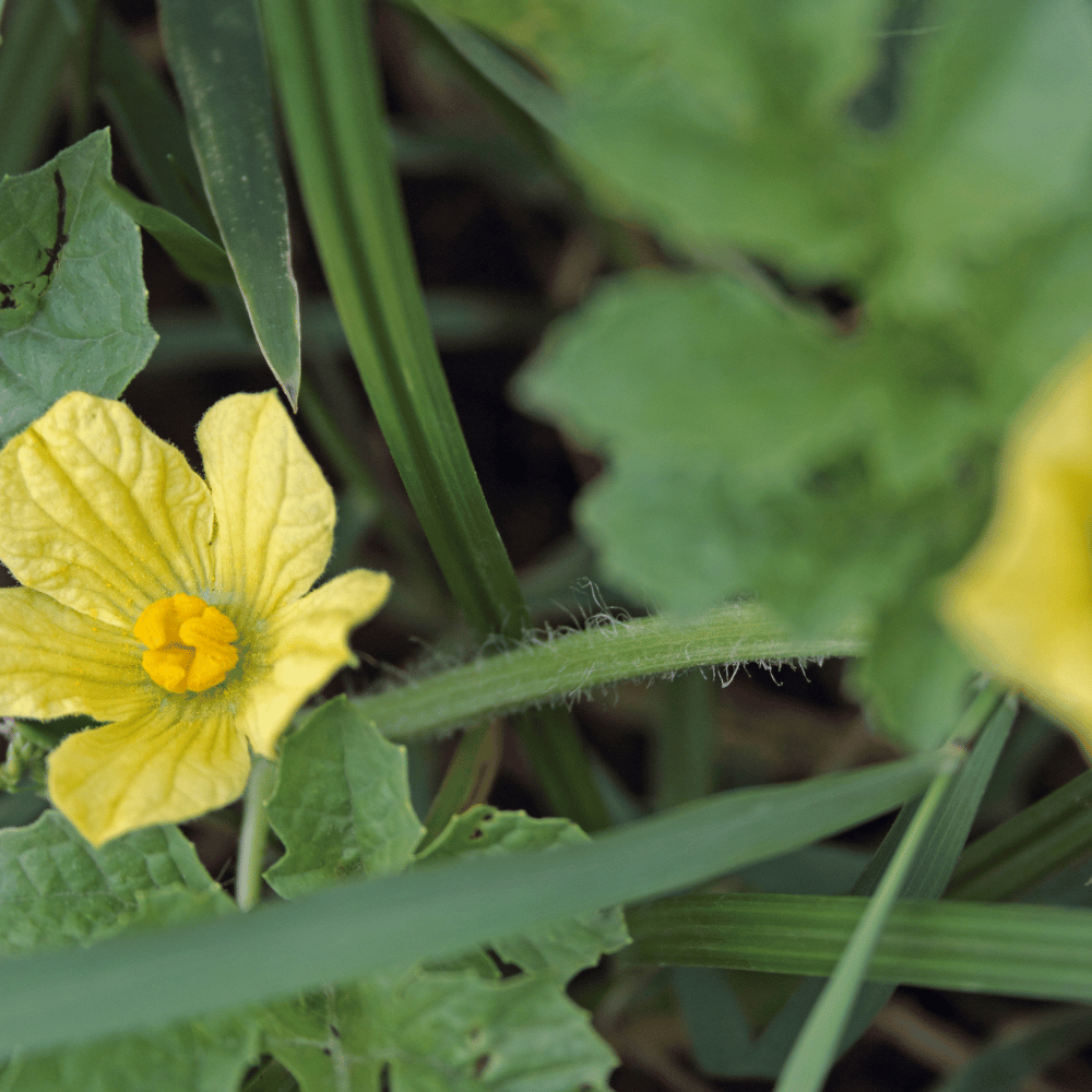 The 3 Best Fadogia Agrestis