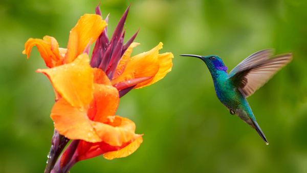 Neither Fish nor Foul: The Sweetest Scents of Female Arousal