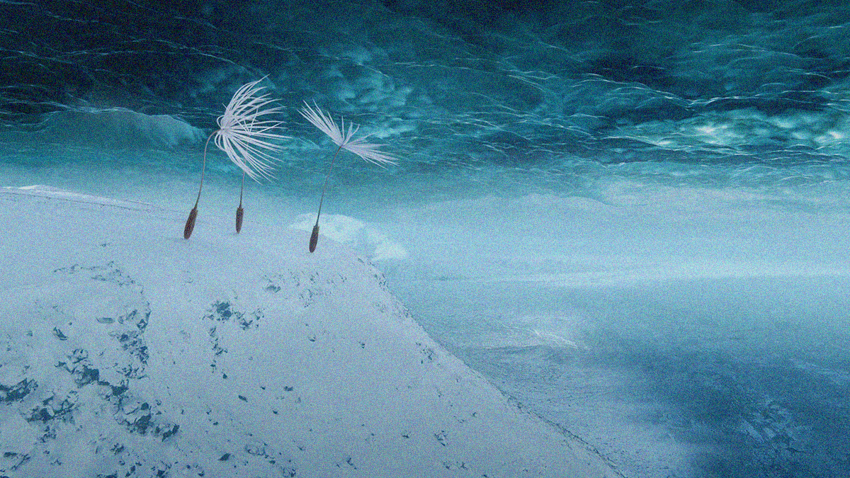 Three dandelion seeds peer down from the top of a snowy mountain—ice below them and above.