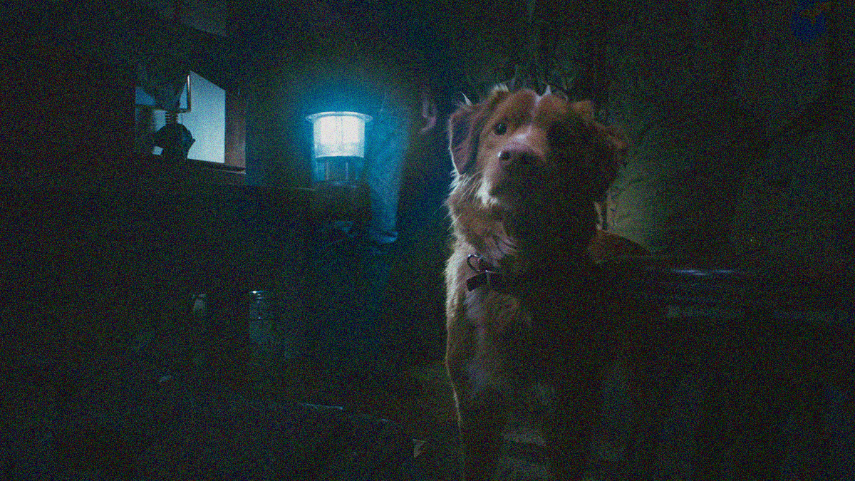 A dog looks curiously at the camera in a dark room lit by an electric lantern. A human figure can be seen behind the lantern.