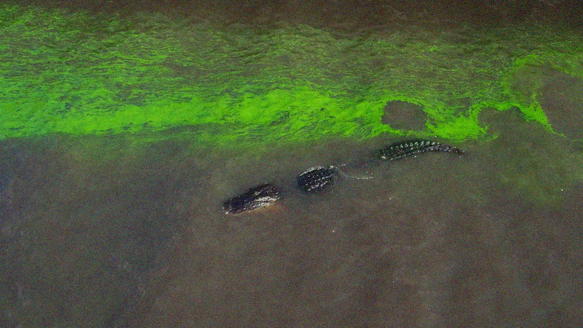 A alligator is seen half-submerged and swimming through water from above.