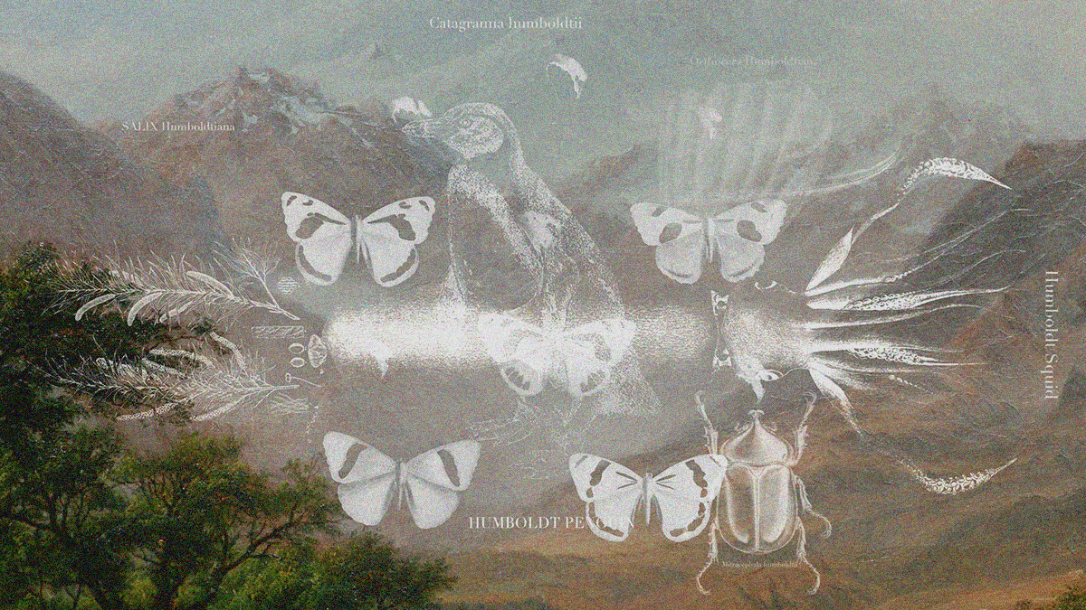 A image of mountains in nature as a backdrop with white graphical images of animals superimposed atop it along with their names like Humboldt Squid, Humboldt Penguin, and Catagramia humboldtii.