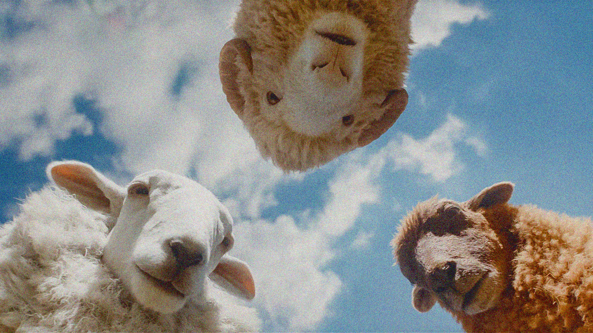 A view of three sheep from below as though we are lying on the grass and looking at at them against the cloudy blue sky.