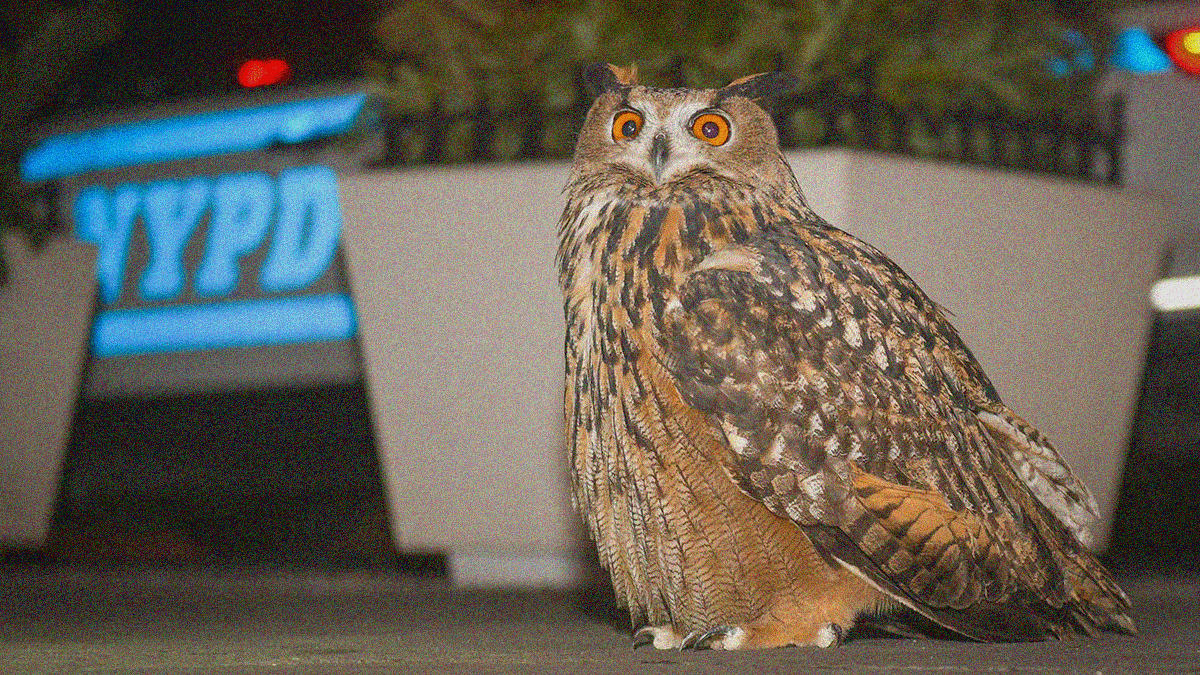 A close-up of Flaco the owl standing on a NYC sidewalk with an NYPD vehicle in the distance.