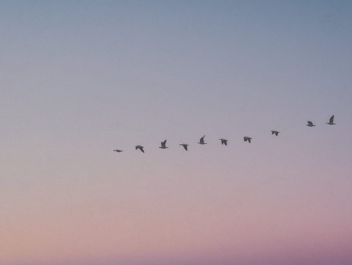 Birds flying at dusk | Teachings from Khawaja Shamsuddin Azeemi.