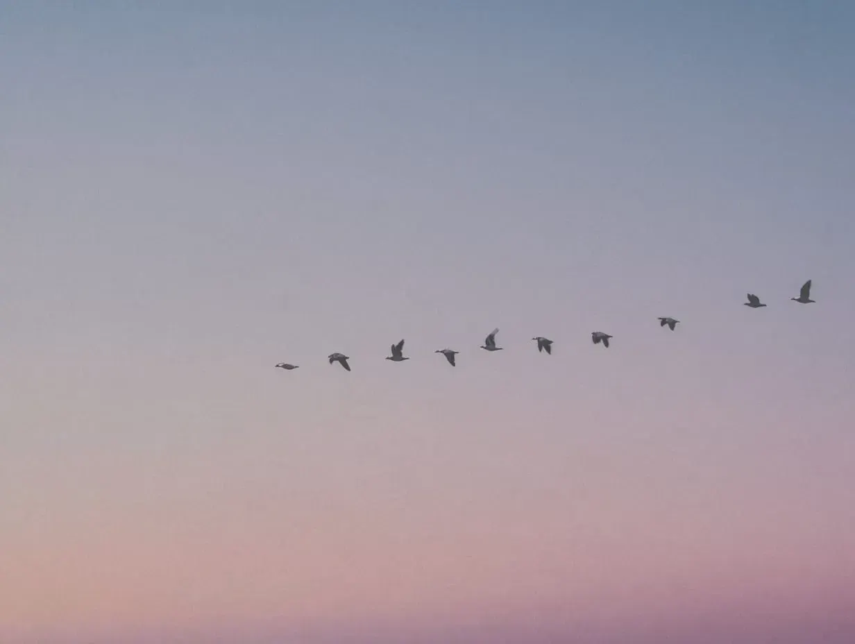 Birds flying at dusk | Teachings from Khawaja Shamsuddin Azeemi.