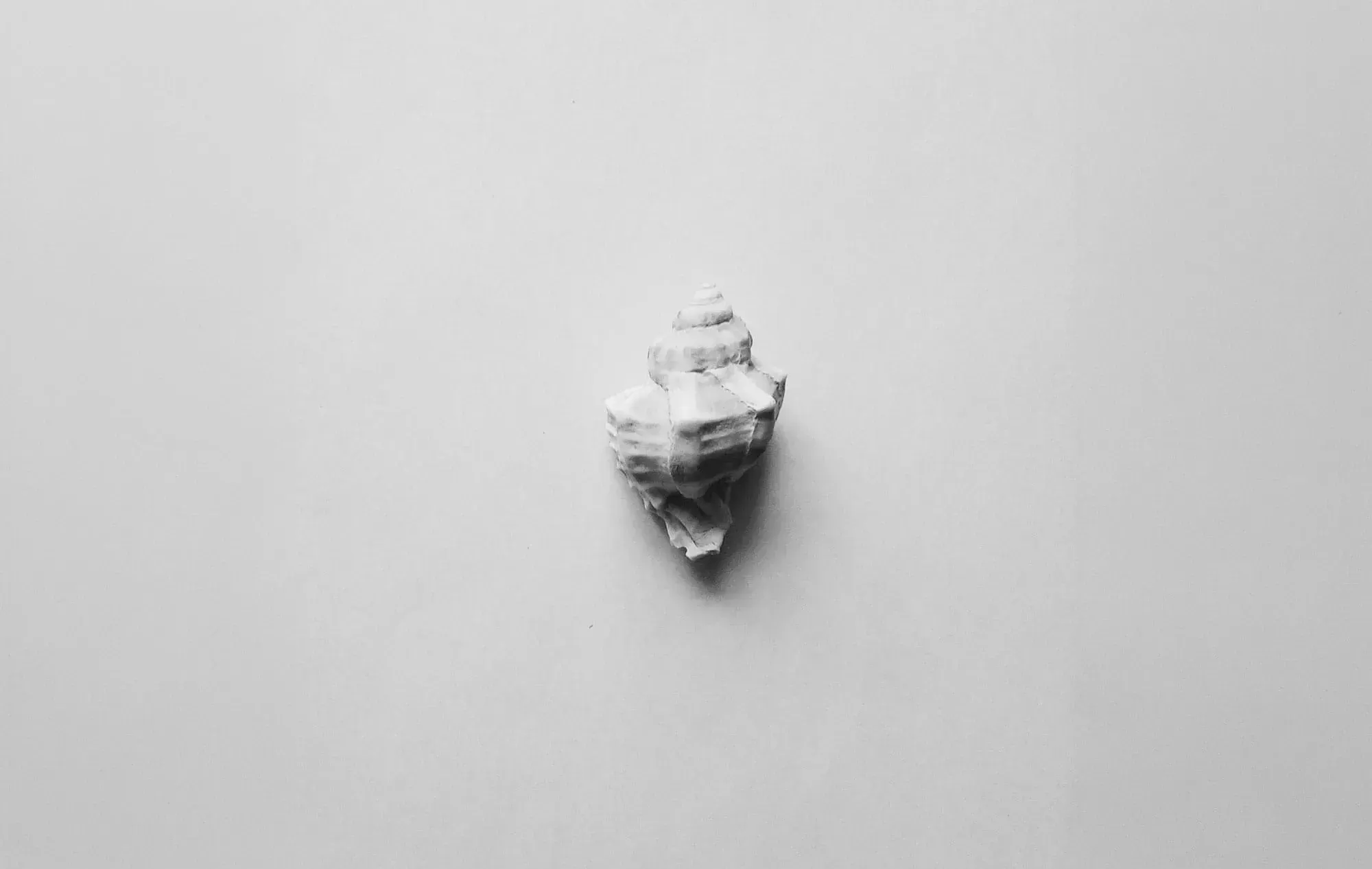 White conch shell representing spiritual stillness, inspired by the teachings of Khawaja Shamsuddin Azeemi.