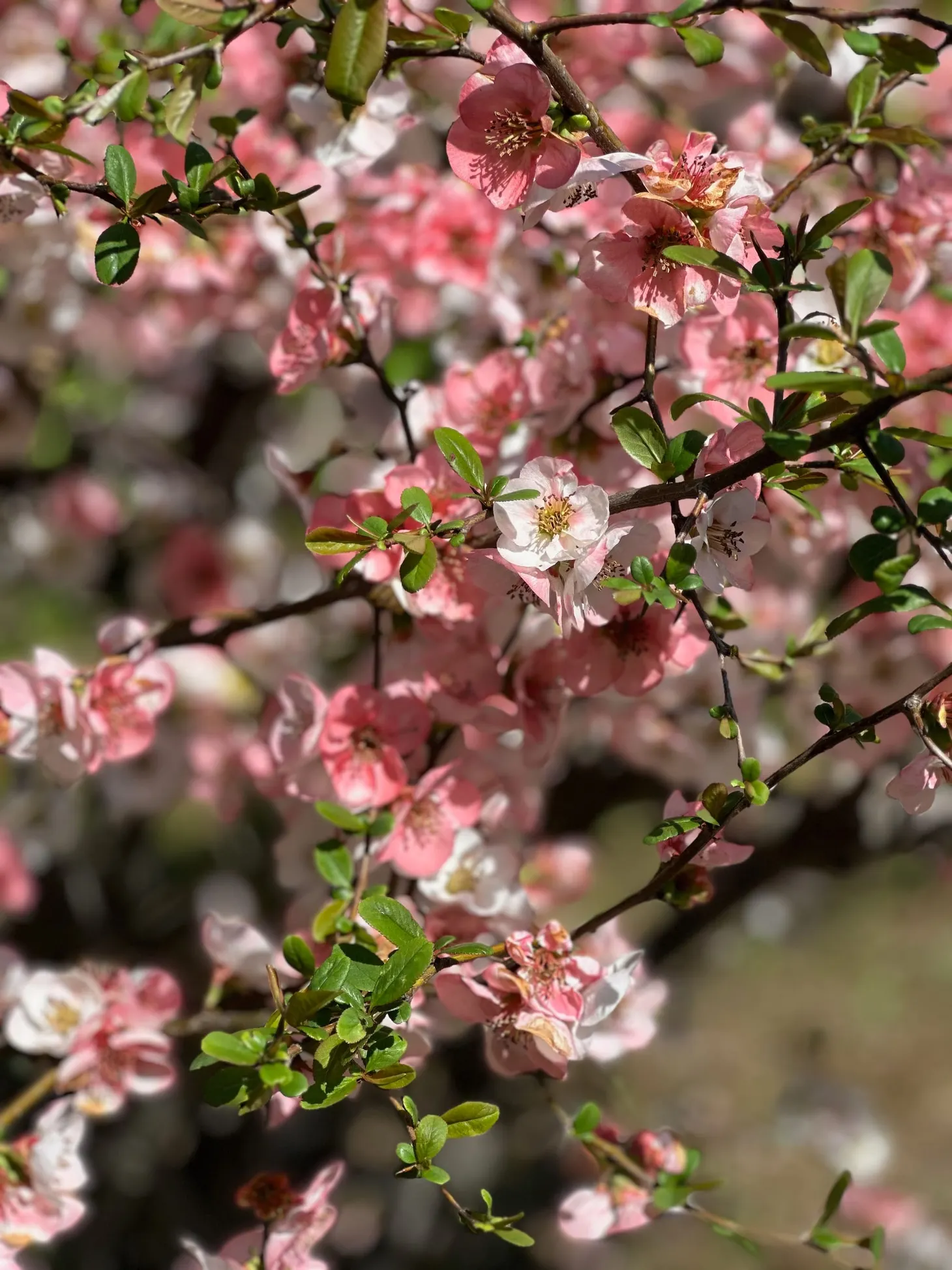 From Sakura and Shrines to Malls and Meals