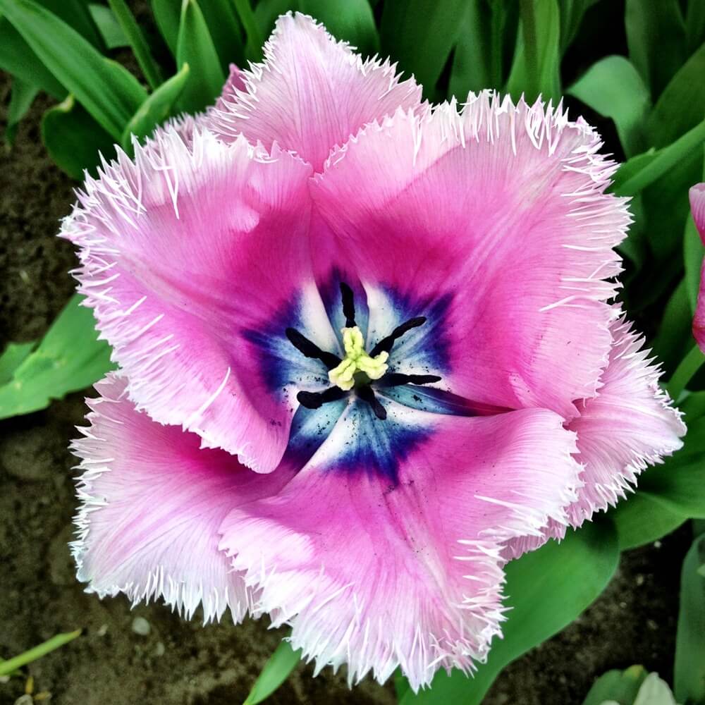 Amsterdam Tulip Festival 2012