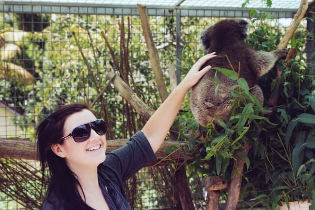 Koala Time in Denmark, WA