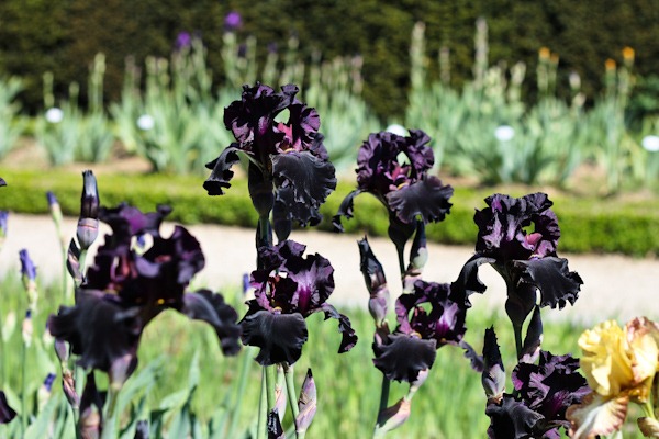 Black Dutch Iris