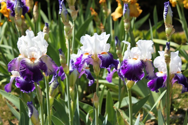 Iris at the Parc de Bagatelle in Paris