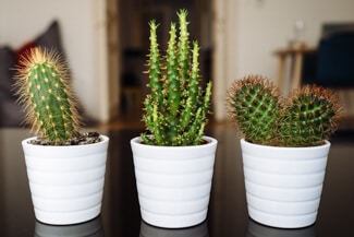 My attempt at a garden