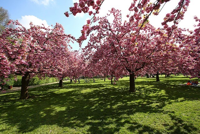 Cherry Blossoms at Parc de Sceaux
