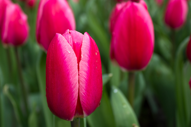 Keukenhof: Dutch Tulip Festival Keukenhof: Dutch Tulip Festival